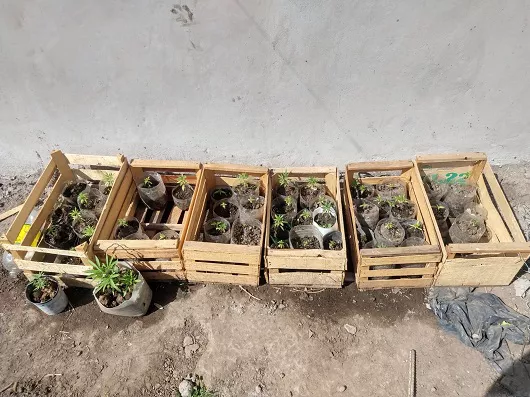 Plantines, plantación de marihuana