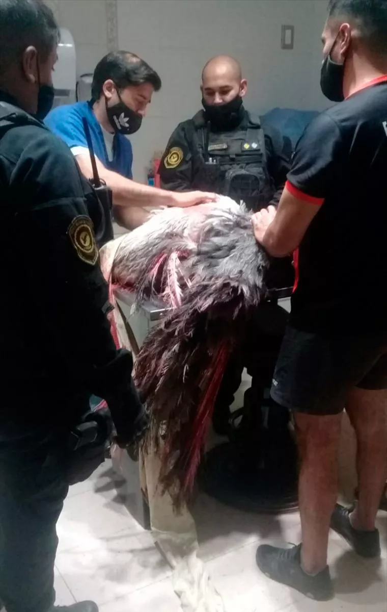 Ñandu asistido Diario Panorama