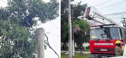 Murio cortando paltas