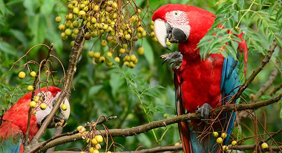 photo_restauracion_guacamayo_02