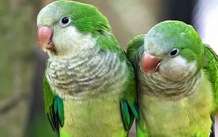 Captura