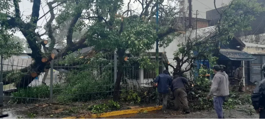 Un añoso árbol cayo sobe la casa Belgraniana