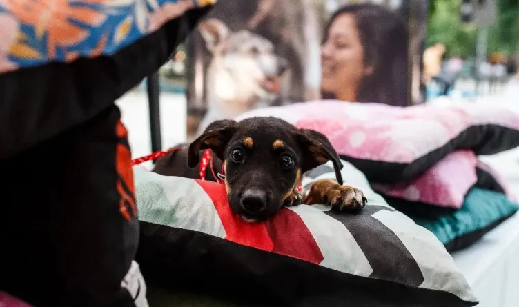 Kermés Animal en el Parque Avellaneda