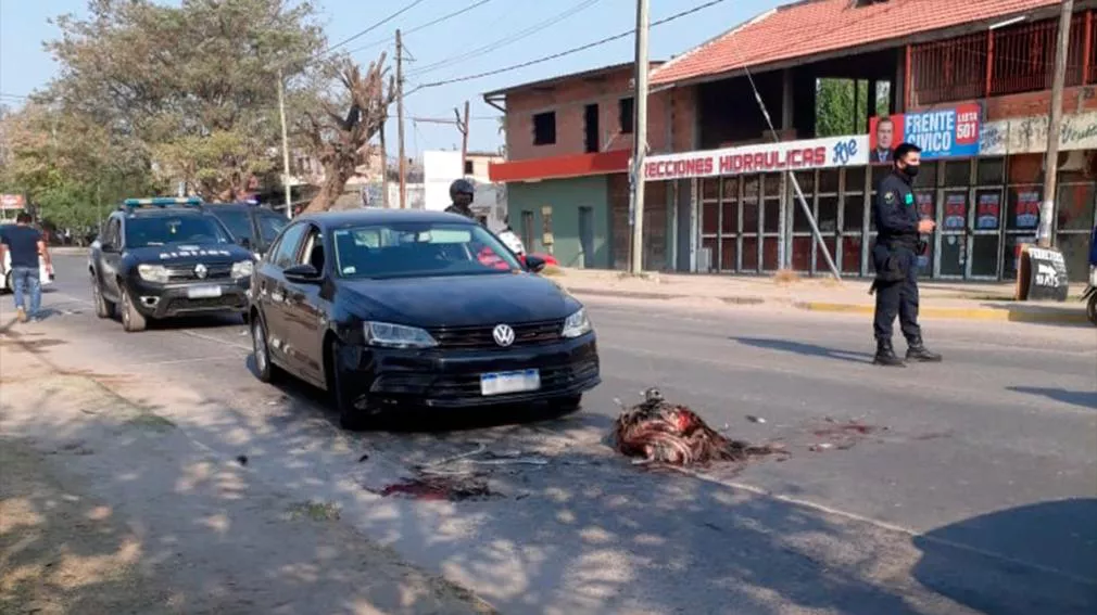 Ñandu foto Diario Panorama