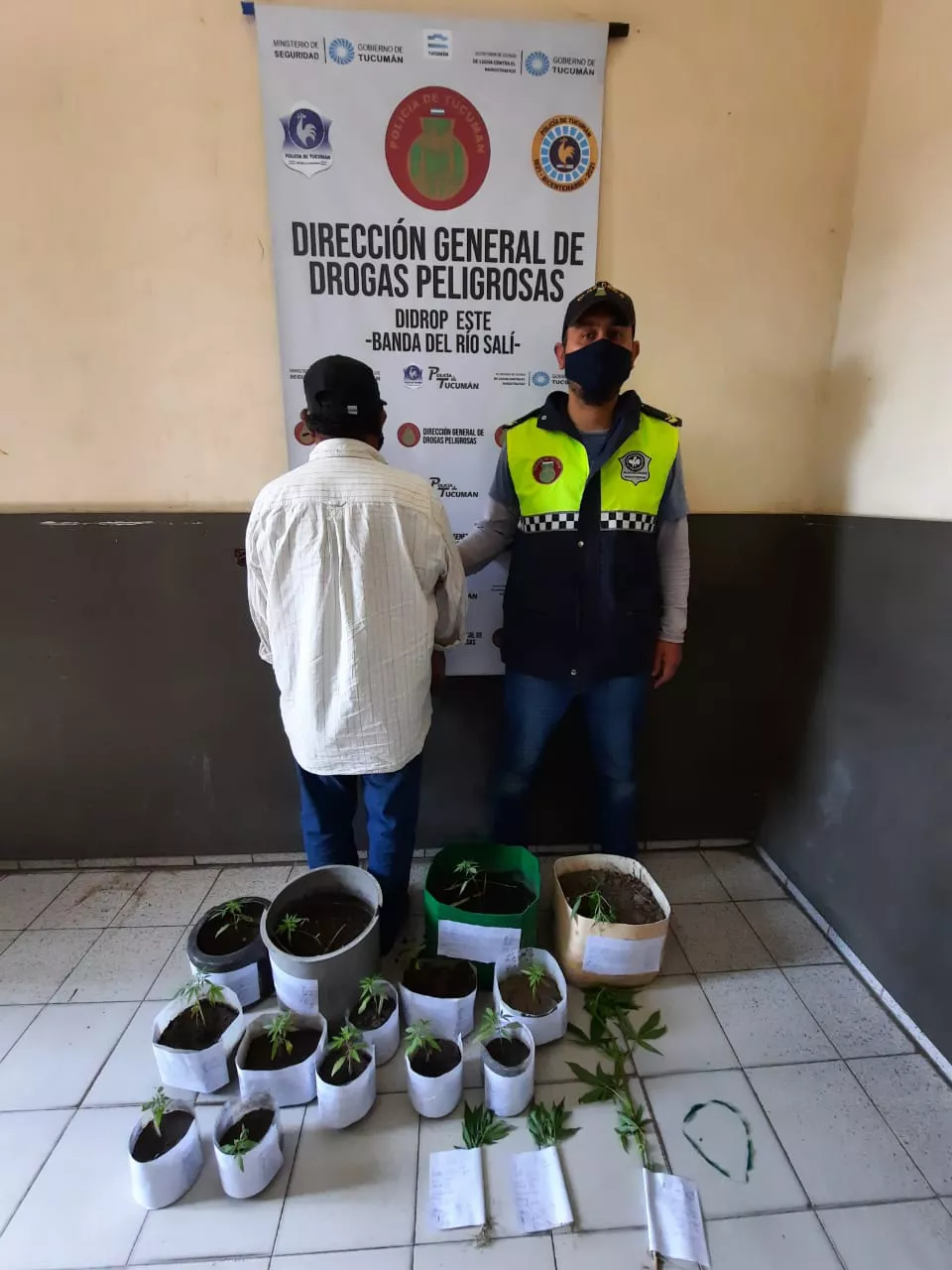 Plantines de marihuana