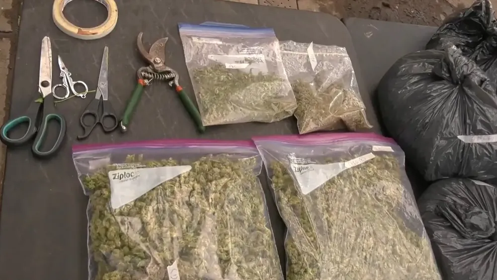 Hallan marihuana en Entre Ríos al 1600