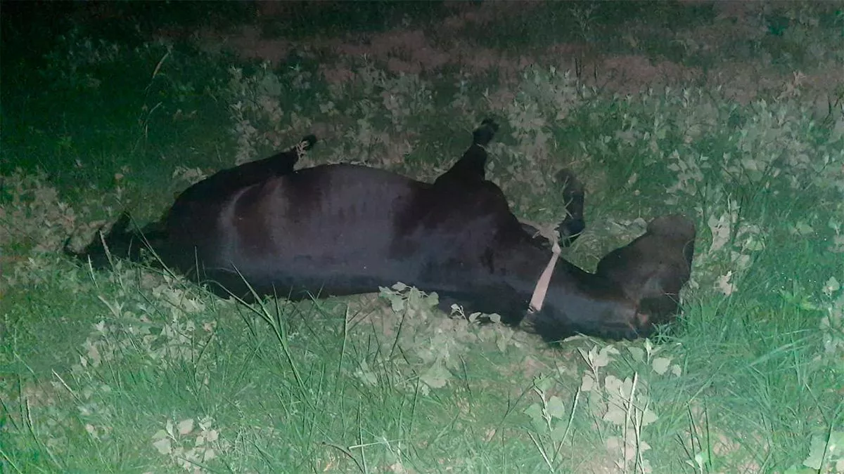 caballo