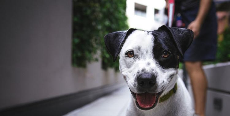 perro