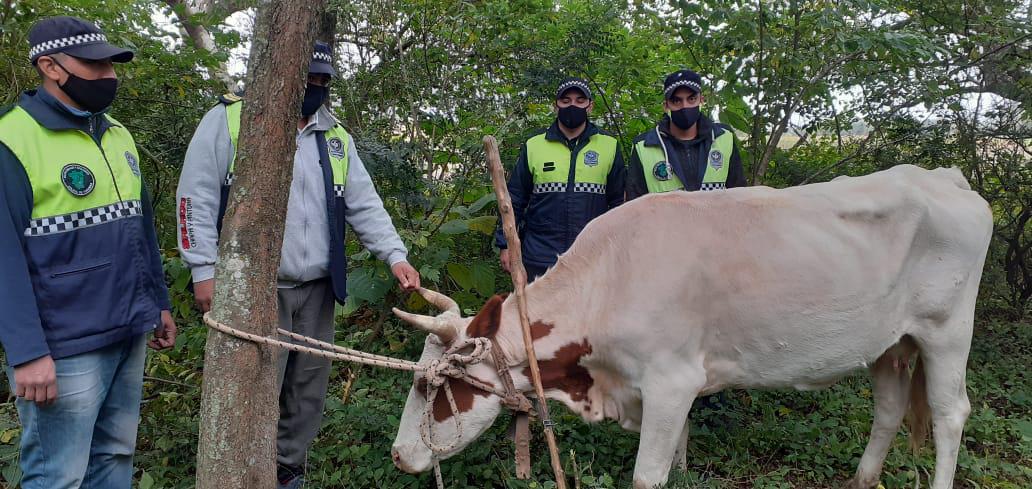 vacas robadas