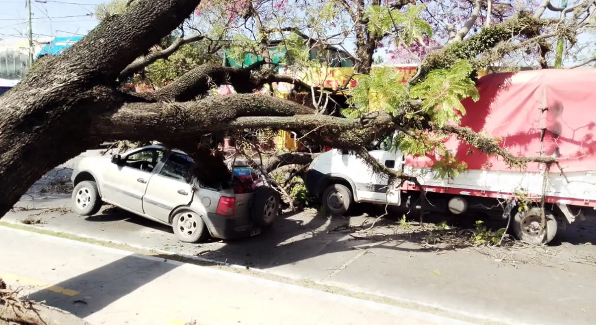 Cayó un árbol en av. Roca al 1600. Tomada de LV12