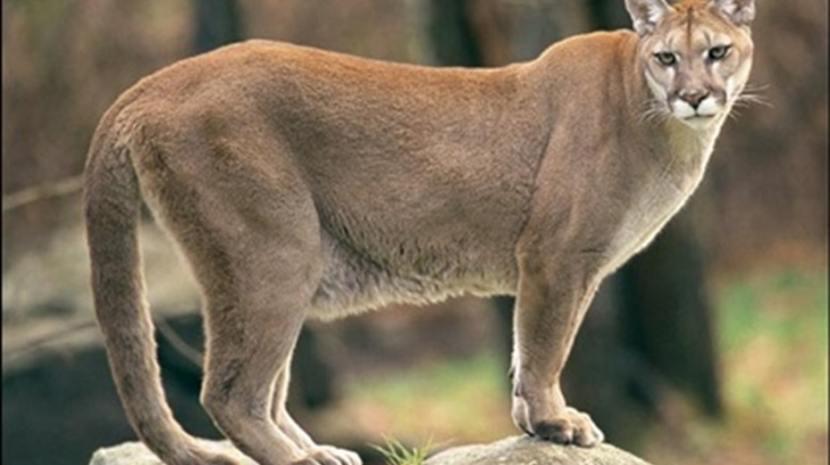 puma
