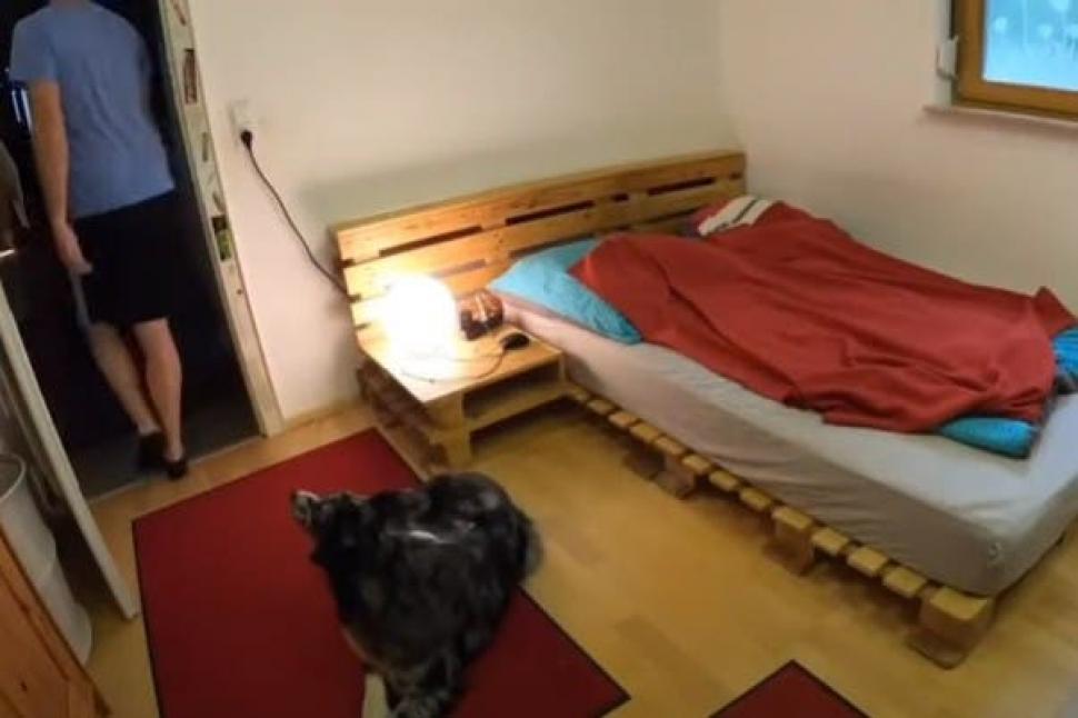 Un hombre dejó a su perro en una habitación y lo grabó para ver qué hacía solo.