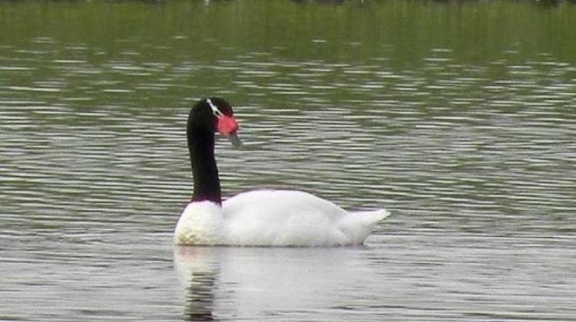 Cisne cuello negro. Foto ilustrativa