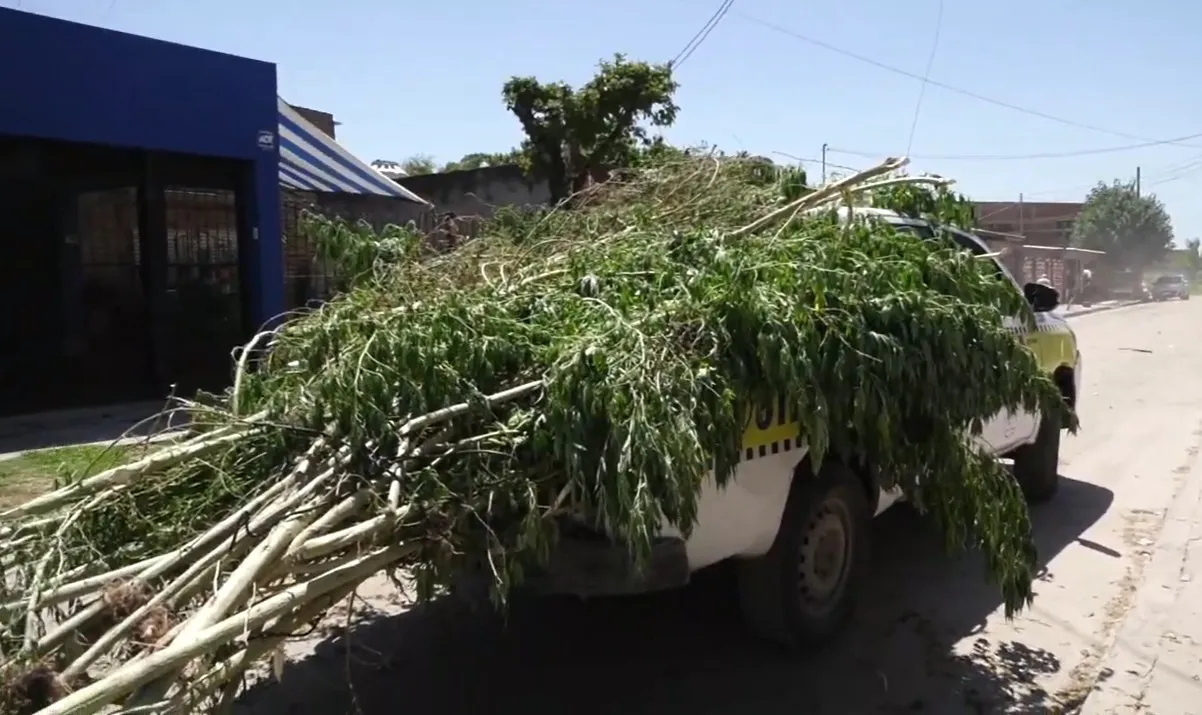 Secuestran 75 plantas de marihuana