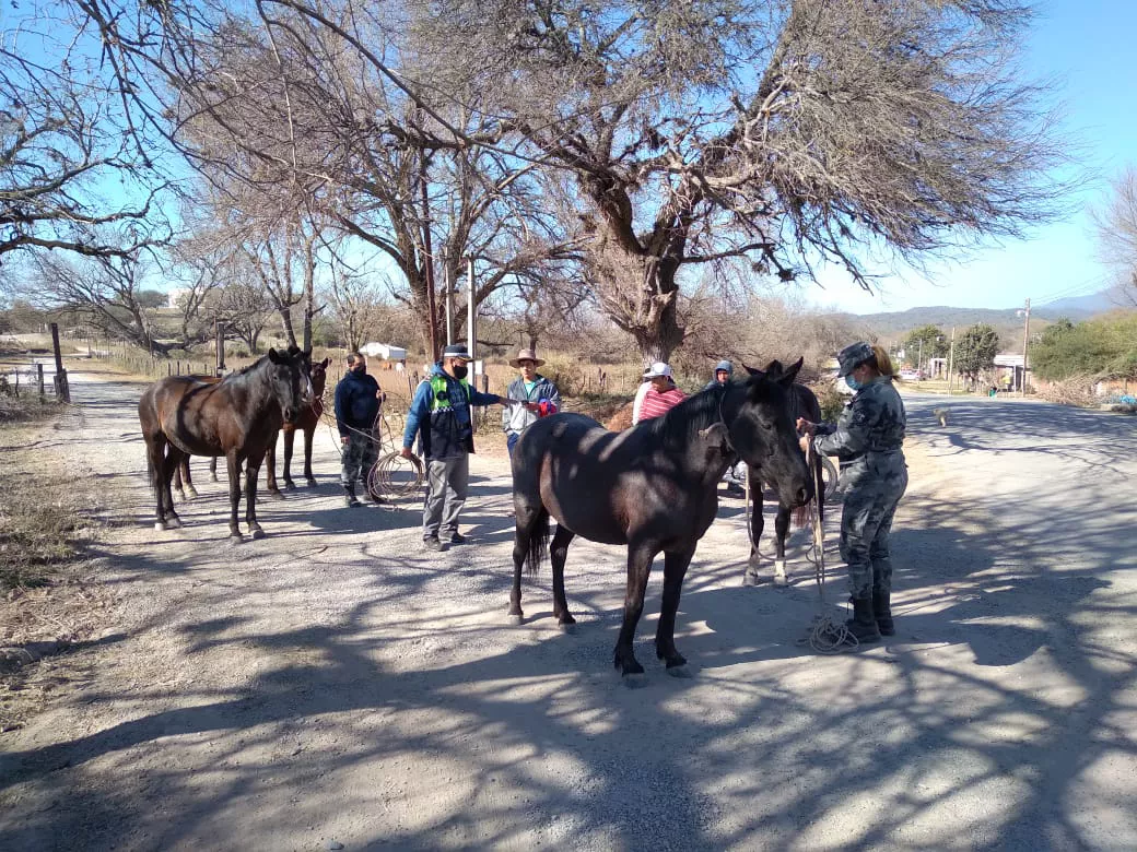 Caballos robados foto comunicaciontucuman.gob.ar