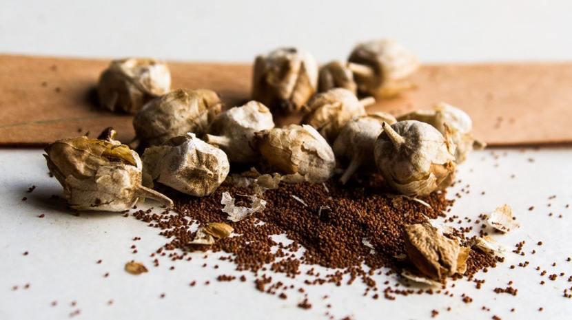 tabaco foto Secretaría de Estado de Comunicacion