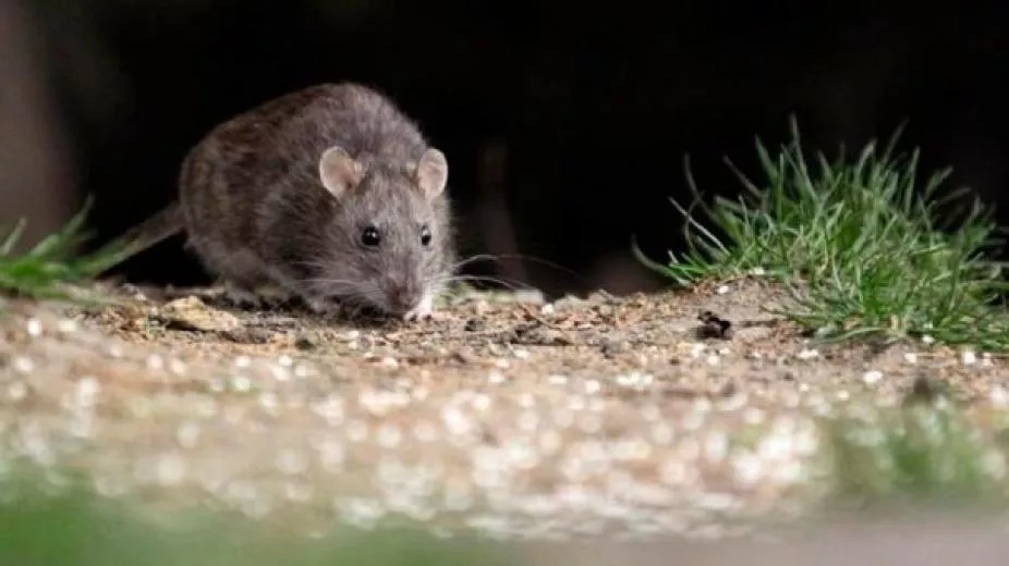 rata