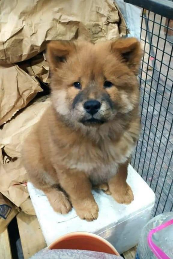 cachorro de chow chow