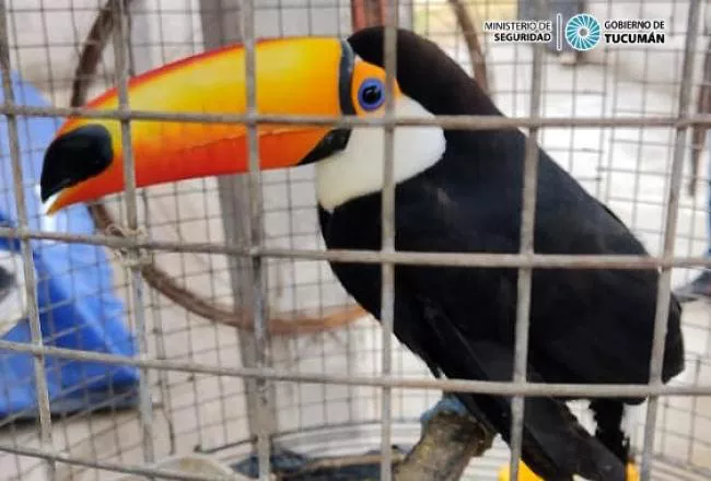 Ciudadano Estadounidense tenia 7 aves en cautiverio