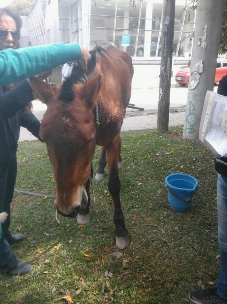 Foto tomada del Facebook: Herraduras en la calle-Tucumán