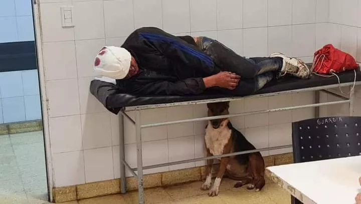 perro