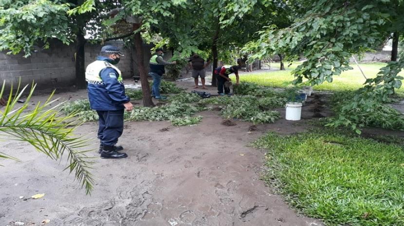 Allanamiento de plantines de marihuana