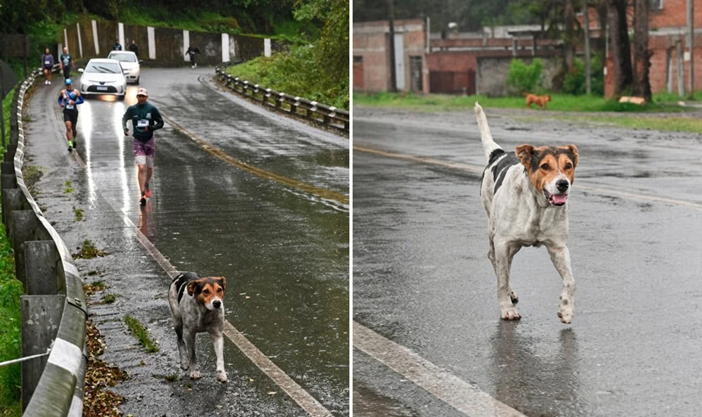 Perro maratonista