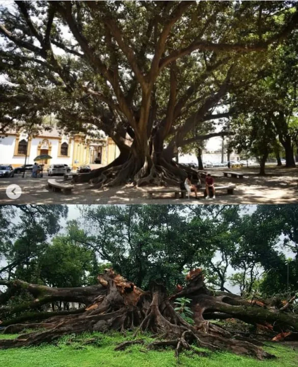 Cayó el histórico Gomero del Parque Avellaneda
